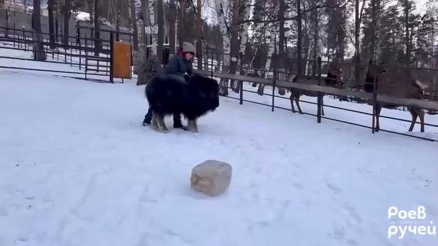И снова про Аланочку! Март 2024 года смотреть онлайн
