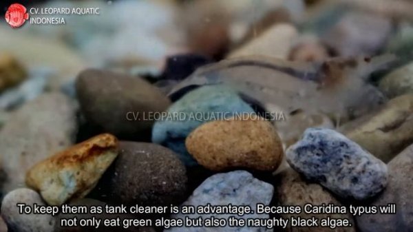 Caridina typus THE AFFECTIONATE AUSTRALIAN AMANO SHRIMP. (Leopard Aquatic X040A)