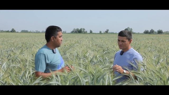 #wheat #bug'doy #uzbekistan #ferma Bug'doydan 2 marta ko'p holis olish Chorva uchun yem смотреть онлайн