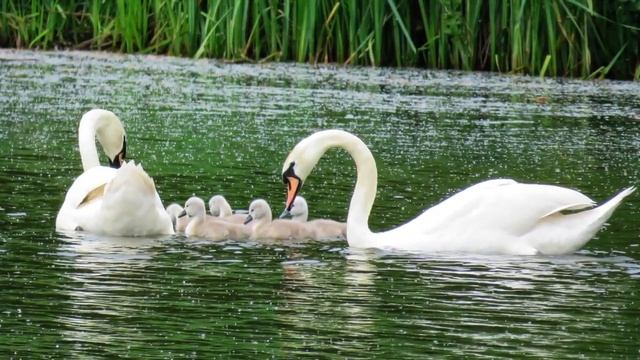 Piano for Stress Relief with Nature Photos - 'Flight' by Suzanne Grosvenor смотреть онлайн