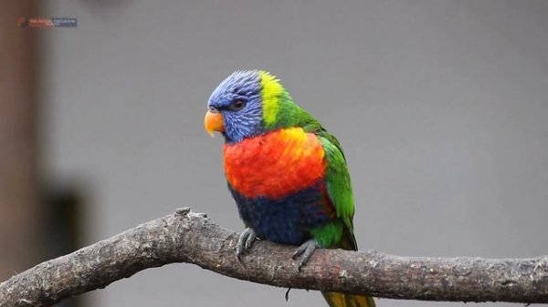 Happy piano music with beautiful parrots 🦜 [Music video for parrot lovers]