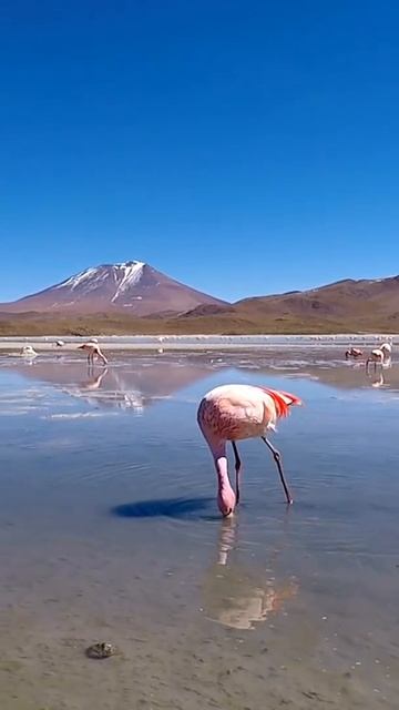 Meeting a James's flamingo (Phoenicoparrus jamesi) смотреть онлайн