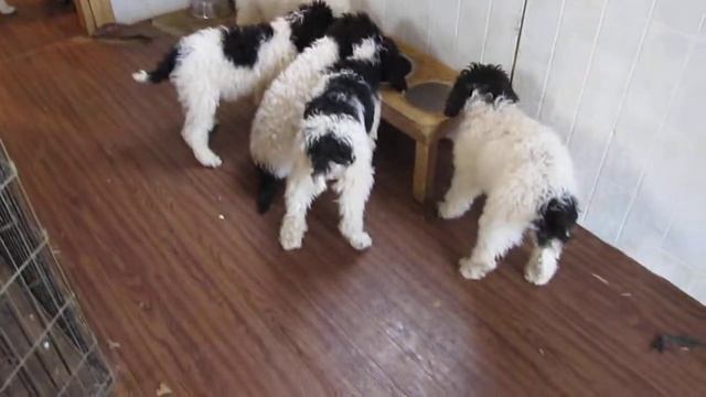 Mountain Gateway Standard Poodles