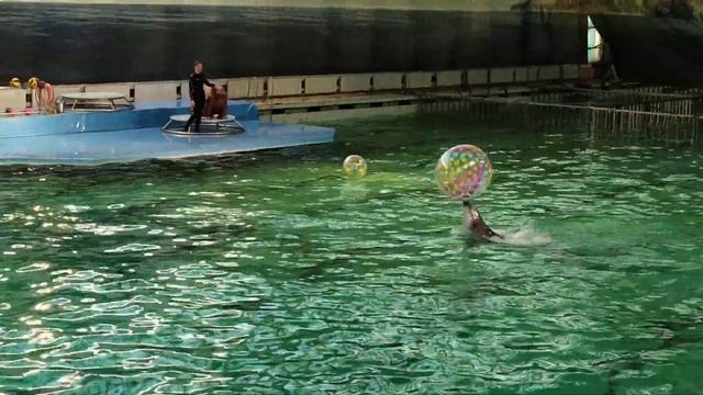 Морж, белуха и дельфин セイウチ、シロイルカとイルカです。5 смотреть онлайн