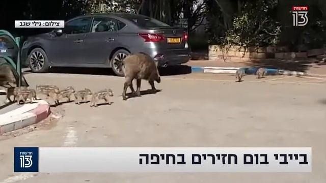 Дикие кабаны в Хайфе смотреть онлайн
