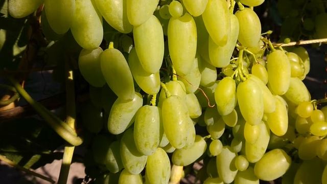 Когда, зачем и как чеканят побеги винограда.