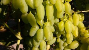 Когда, зачем и как чеканят побеги винограда.