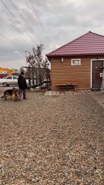 Команда «Рядом». Дрессировка немецких овчарок в паре смотреть онлайн