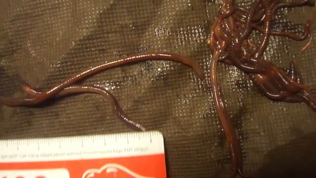 100 Подсчёт Dendrobaena octaedra и Eisenia fetida смотреть онлайн