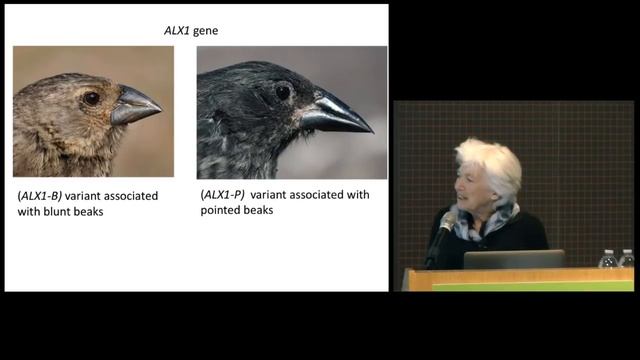 The Evolution of Darwin’s Finches on the Galápagos Islands смотреть онлайн