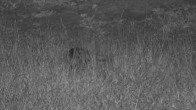 Djuma: White-tailed Mongoose - 21:00 - 07/11/19 смотреть онлайн