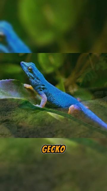 Electric Blue Gecko - Top Blue Animals in the World | Amazing Facts смотреть онлайн