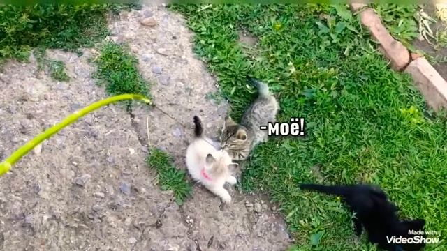 ЖАДНЫЙ БАРСИК. Игры котят и кошки Сиам смотреть онлайн