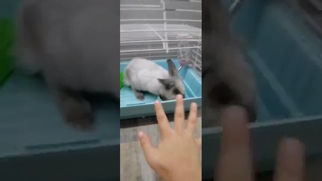Уход за декоративным кроликом смотреть онлайн