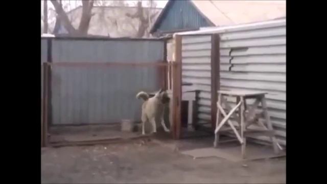 Танцующая собака смотреть онлайн