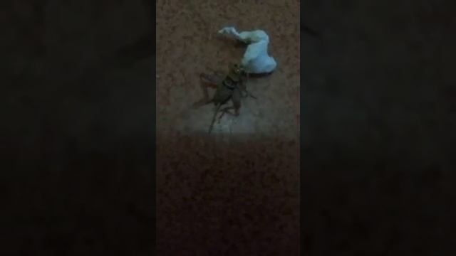 Grilo comendo pipoca смотреть онлайн