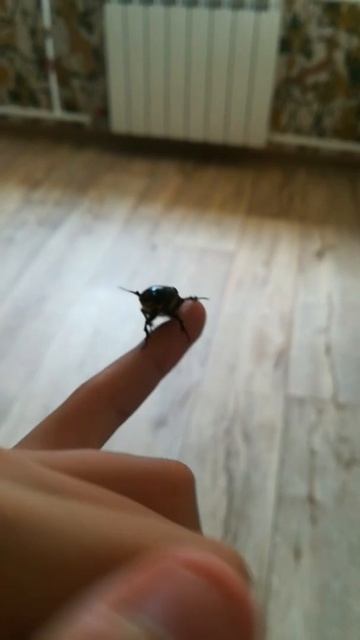 Cetonia aurata смотреть онлайн