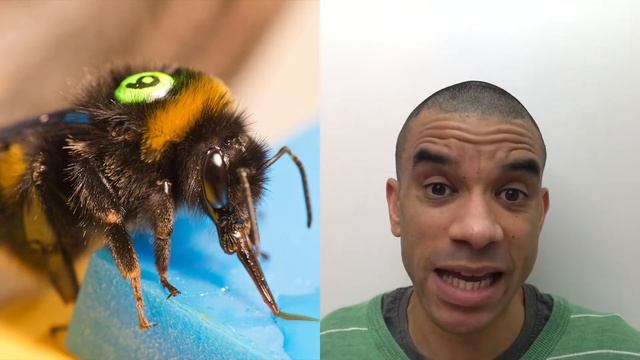 The Bumblebee Travelling Salesman - #FOTD321