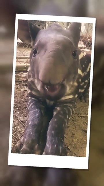 Enjoy The Sound 😂|| Animals reaction ||#animals #shorts смотреть онлайн