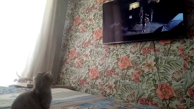 киска смотреть онлайн