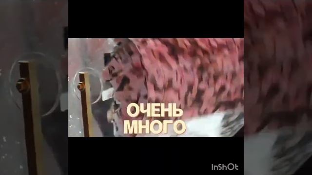 💫 5 Летие Компании ГЛОБАЛ ТРЕНД! Юбилей! Будьте с нами! ЗДОРОВЬЕ! БОЛЬШИЕ ДЕНЬГИ! СВОЙ БИЗНЕС!