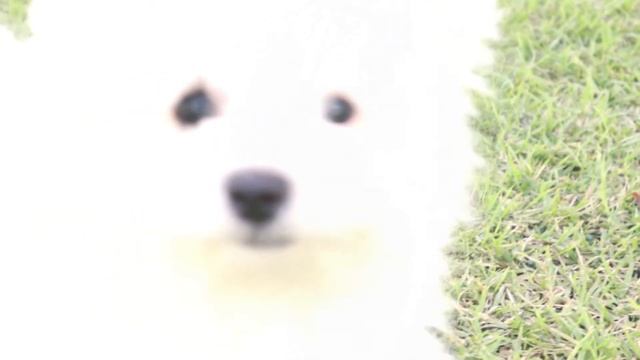 Cinematic Video Portrait / Видеосъемка в Корее / DJI Ronin-SC + Canon m50 смотреть онлайн