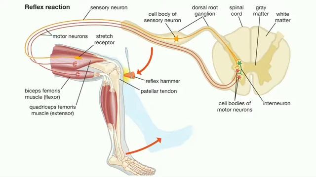 Nervous System/Part B/Spinal Cord,Reflexes/Class10/ICSE смотреть онлайн
