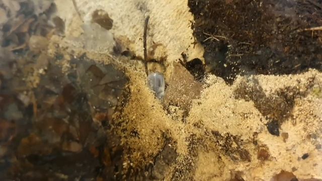 Installation d'un grand terrarium pour Cétoines 🪲🪲🪲 смотреть онлайн