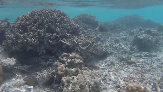 Bandos Resort - Maldives Snorkeling