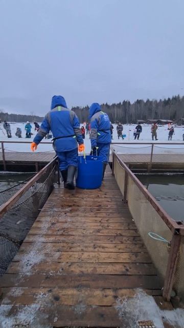 Запуск форели смотреть онлайн