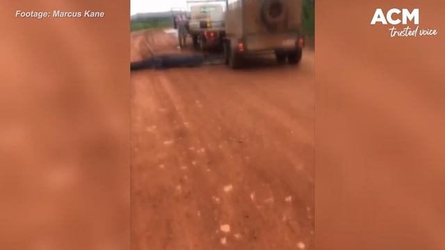 Outback traffic jam: Tradies held up by crocodile crossing the road смотреть онлайн