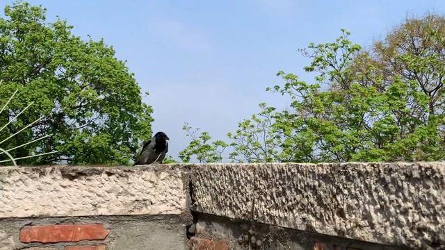 Ворона строит гнездо. 09.04.2019 смотреть онлайн