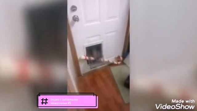 Видео с забавными животными смотреть онлайн