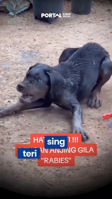 TERKENA RABIES, BOCAH 5 TAHUN DI BALI MENINGGAL DUNIA смотреть онлайн
