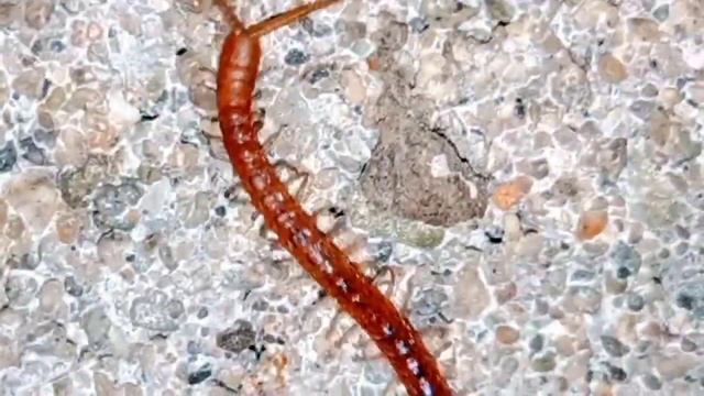 Giant Geophilus! menemukan lenyai, centipede,lena,rena,reno смотреть онлайн