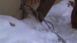 Телепередача Дорожный патруль (1998) Выпуск от 05/12/98