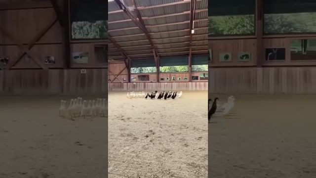 КОЛЛИ ДЕЛЯТ УТОК ПО ЦВЕТАМ смотреть онлайн