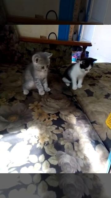 Дрессировка котят смотреть онлайн