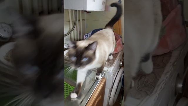 Моя Любовь💞, Моя Жизнь🐱 смотреть онлайн