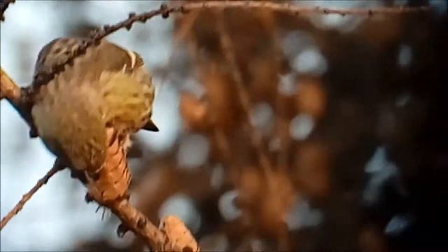 Two-barred crossbill (Loxia leucoptera), juvenile смотреть онлайн