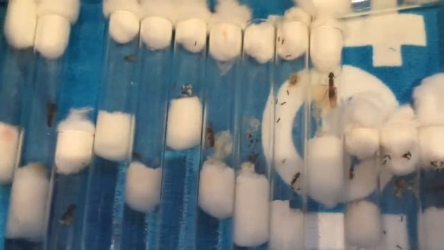 my queen ants смотреть онлайн