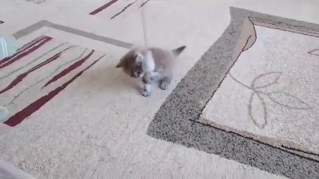 котёнок хочет пить дай ему воды🍾0 лайков 🥛5 лайков🍼10 лайков🍶15 лайков🥡20 лайков . Спасибо!!! смотреть онлайн