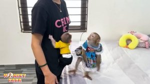 Monkey Kaka and Mit are angry because Diem is fighting over the cradle