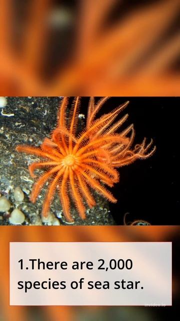 starfish facts #facts #shorts 😱🥰😱😱 смотреть онлайн