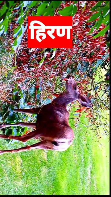 Short video ☺️ Deer short video 😁 Animal short video смотреть онлайн