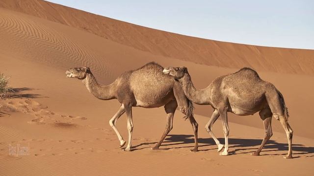 Tieregeräusche Für Kinder - Tierstimmen Für Kleinkinder, Kindergartenkinder Und Babys Auf Deutsch