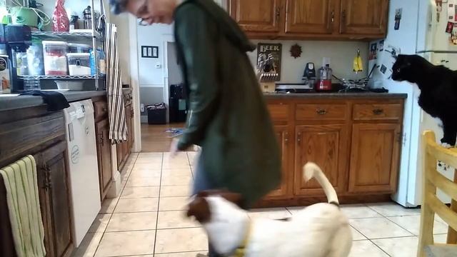Daily Dog Training Challenge #15: Right and Left смотреть онлайн