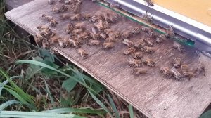 пчелы на прилетной доске в дождливый день