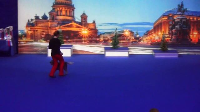Афанасьева Ирина Австралийский хилер Аркобалено Селесто Андор Луч Надежды Андор Дебют-НТМ смотреть онлайн