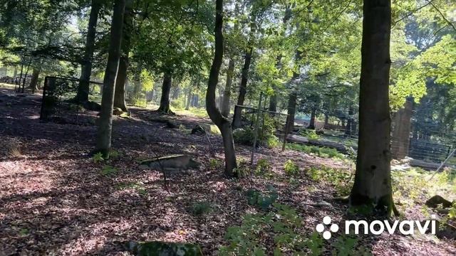 Hexentanzplatz ( площадь где танцуют ведьмы) im Harz. Воскресное путешествие. смотреть онлайн